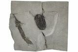 Calymene Niagarensis Trilobite With Crinoid - New York #198000-1